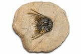 Large, Chocolate-Brown Kettneraspis Trilobite - Lghaft, Morocco #382855-2